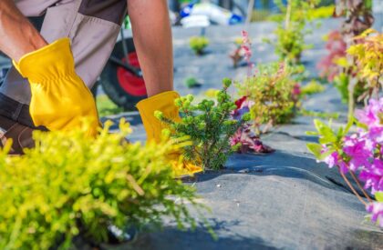 Gardener Spring Planting. Caucasian Garden Technician During Process of Creating New Lawn Around the House.